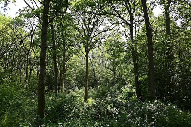 Dering Woods - Image 1