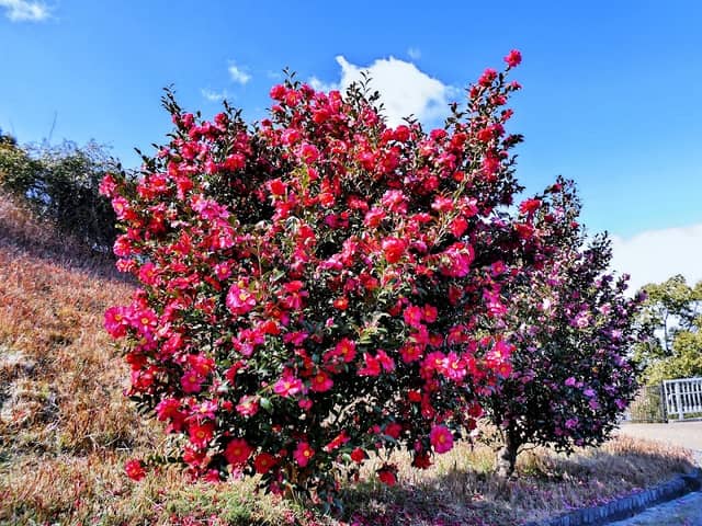 花木園桜通り - Image 1