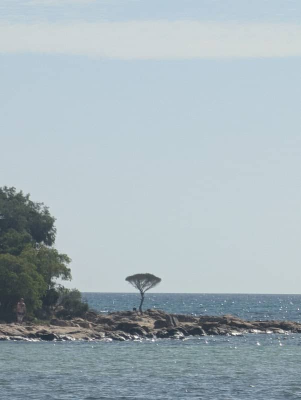 The Bay View Tree - Image 1