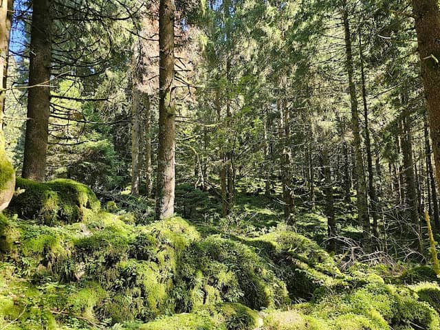 Foresta del Cansiglio - Image 1