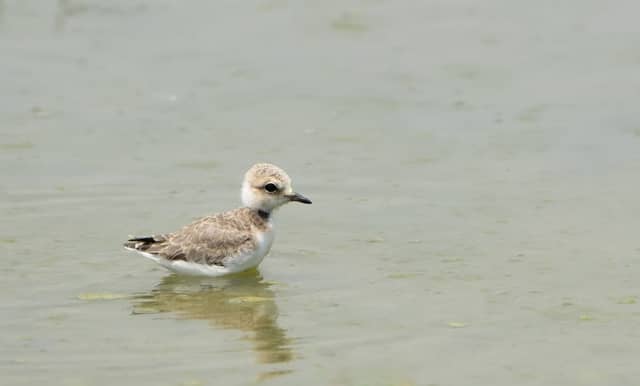 Azaiba wetlands - Image 3