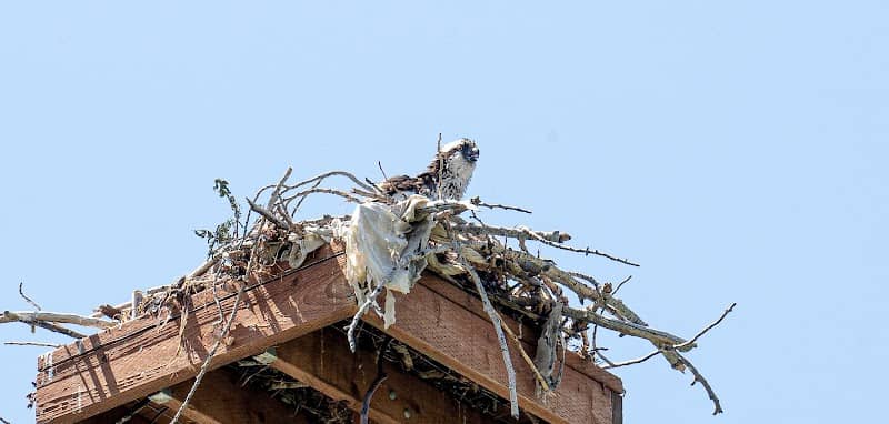 Confluence Park Osprey Nest - Image 1