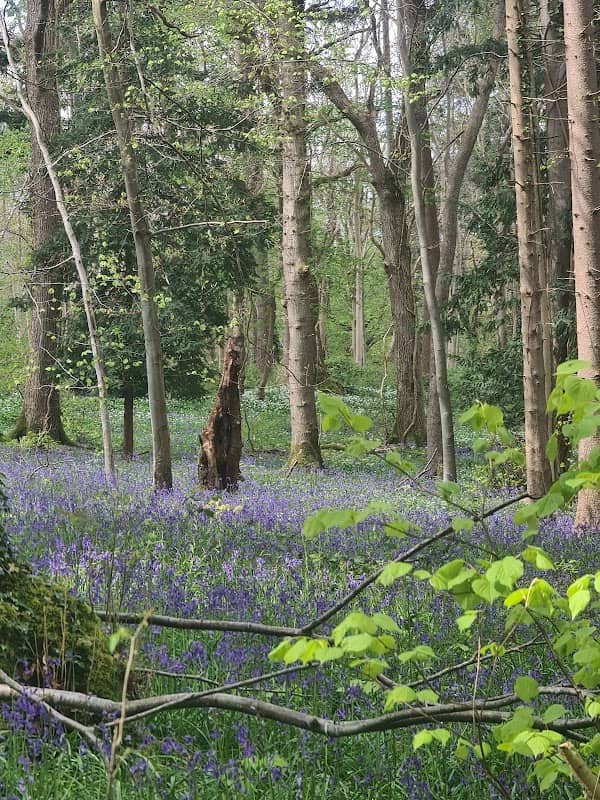King's Wood - Image 2