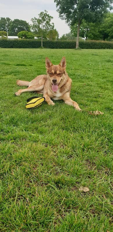 Stevenshof Dog Park - Image 2