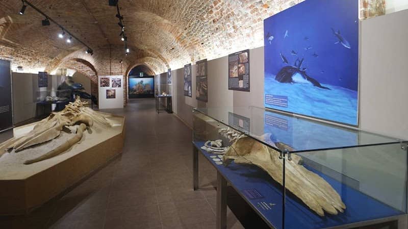 Museo Paleontologico Territoriale dell'Astigiano - Image 1