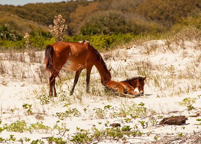 Dungeness Beach- Farthest West point on the East Coast - Image 1