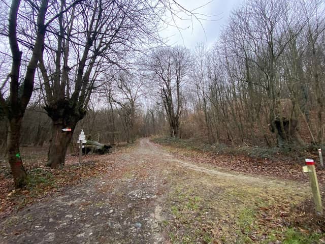 Castagni secolari - Image 1