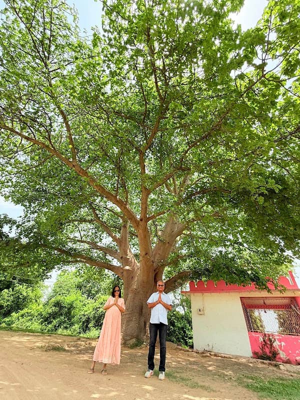 kalpavriksha tree("adansonia digitata",baobab tree )(ઘેલું ઝાડ) - Image 1