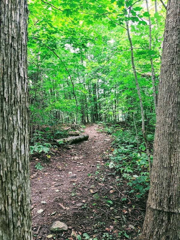 Harmony Valley Park and Off-Leash Dog Park - Image 2