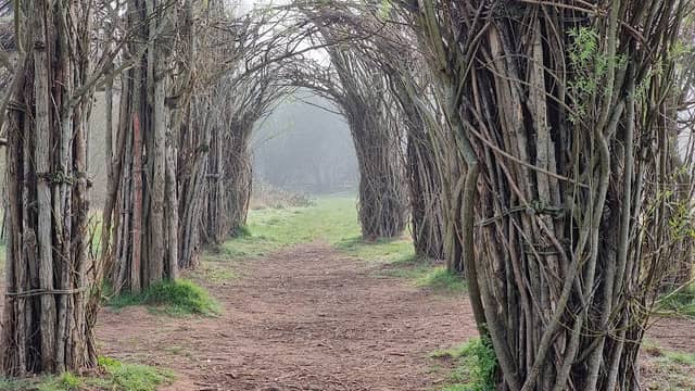 Willow Cathedral - Image 2