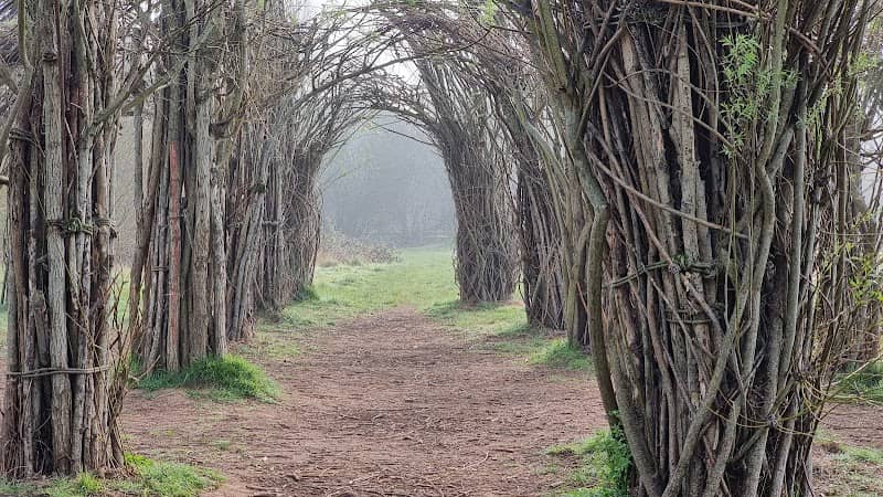 Willow Cathedral - Image 2