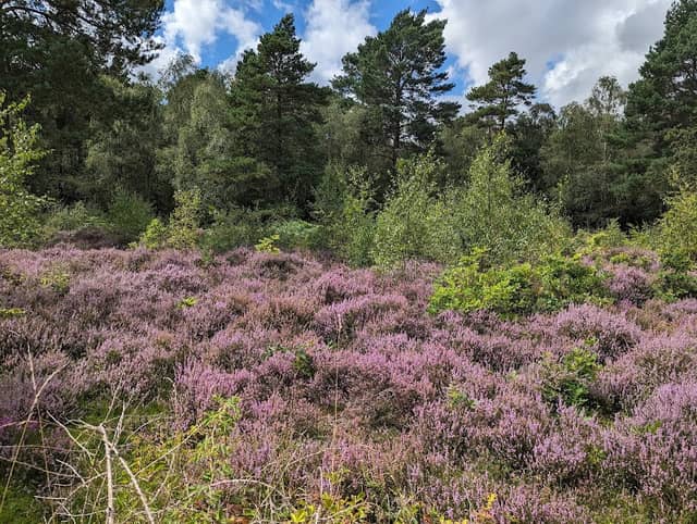 Snelsmore Common Country Park - Image 2