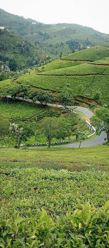 Tea Plantation View Point - Image 1