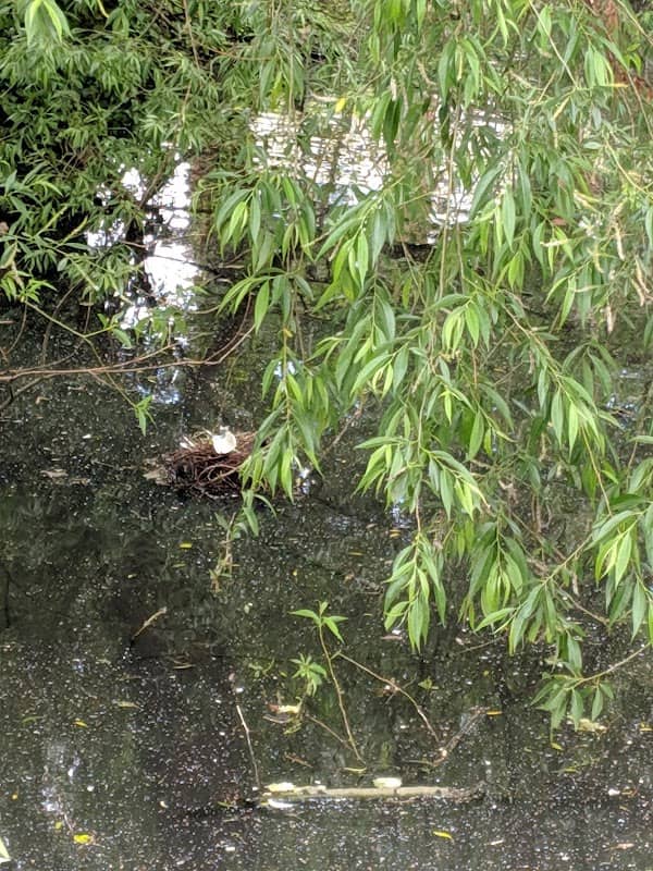 The Duck Pond - Image 2