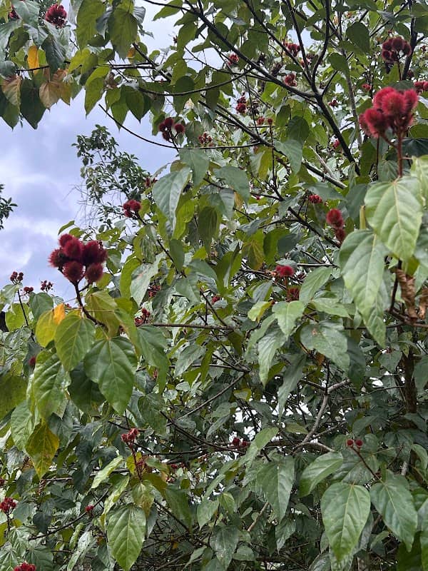 Fruit Trees Toro Negro - Image 1