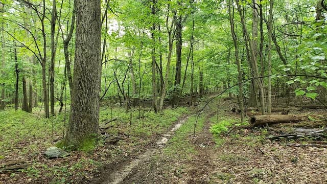 Short Mountain Wildlife Management Area - Image 1