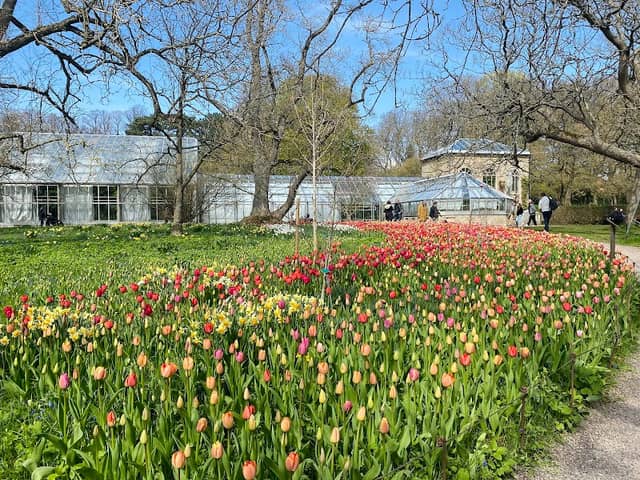 Botaniska trädgården - Image 3