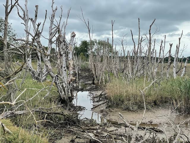 Hazlewood Marshes - Image 2