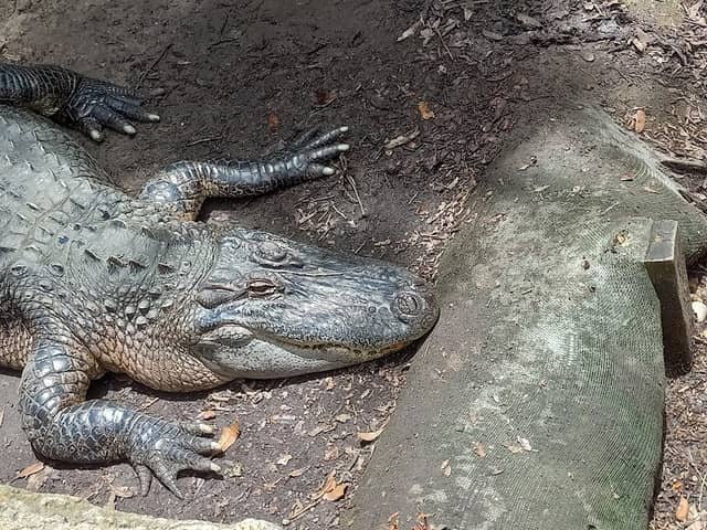 The Texas Zoo - Image 1