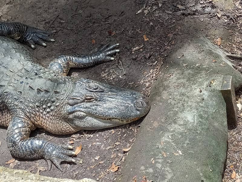 The Texas Zoo - Image 1