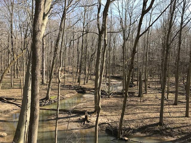 Clear Creek Old Growth Forest - Image 1