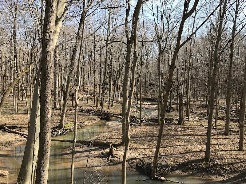 Clear Creek Old Growth Forest - Image 1