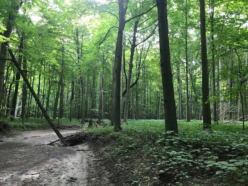 Clear Creek Old Growth Forest - Image 2