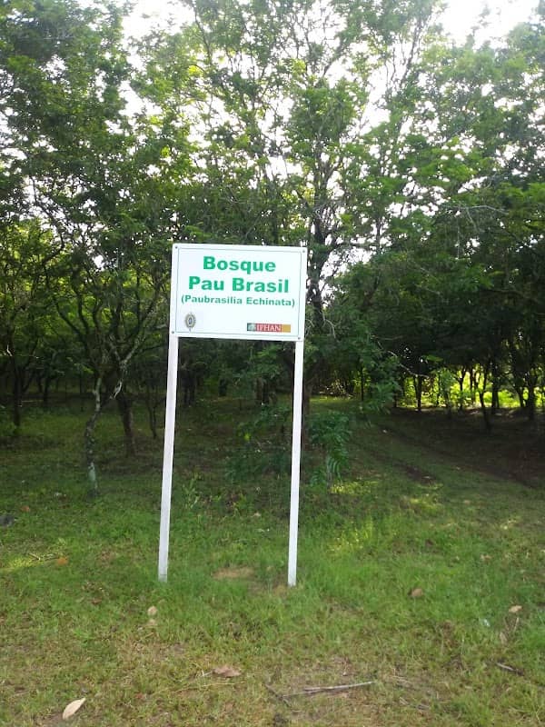 Bosque de Pau-Brasil - Image 1