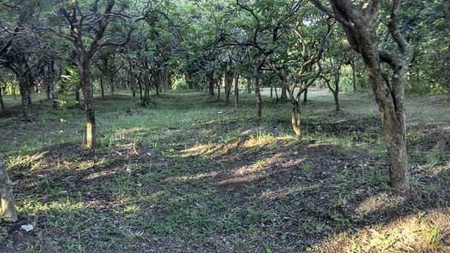 Bosque de Pau-Brasil - Image 2