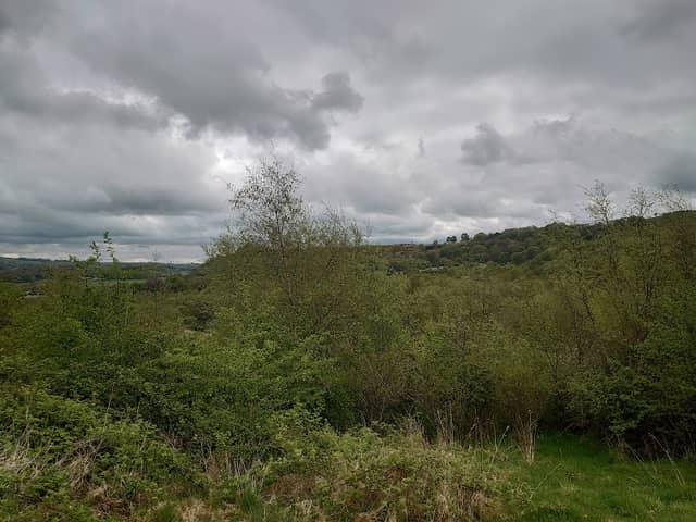 Nethercroy Wood - Image 2