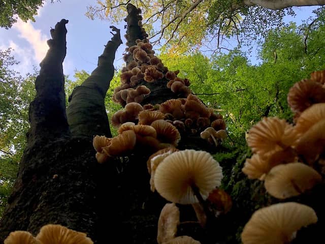 Ede Forest - Image 2
