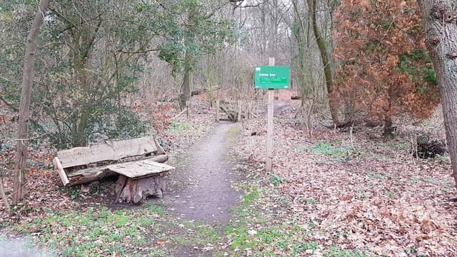 Ede Forest - Image 3
