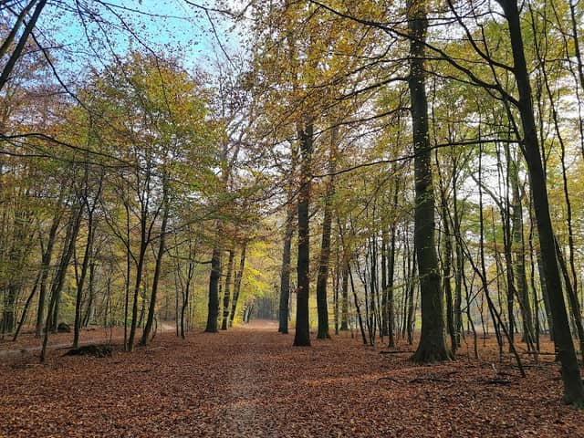 Ede Forest - Image 1