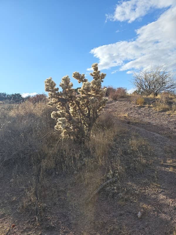 The Lone Cholla - Image 2