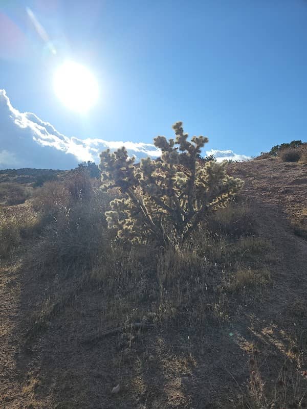 The Lone Cholla - Image 1