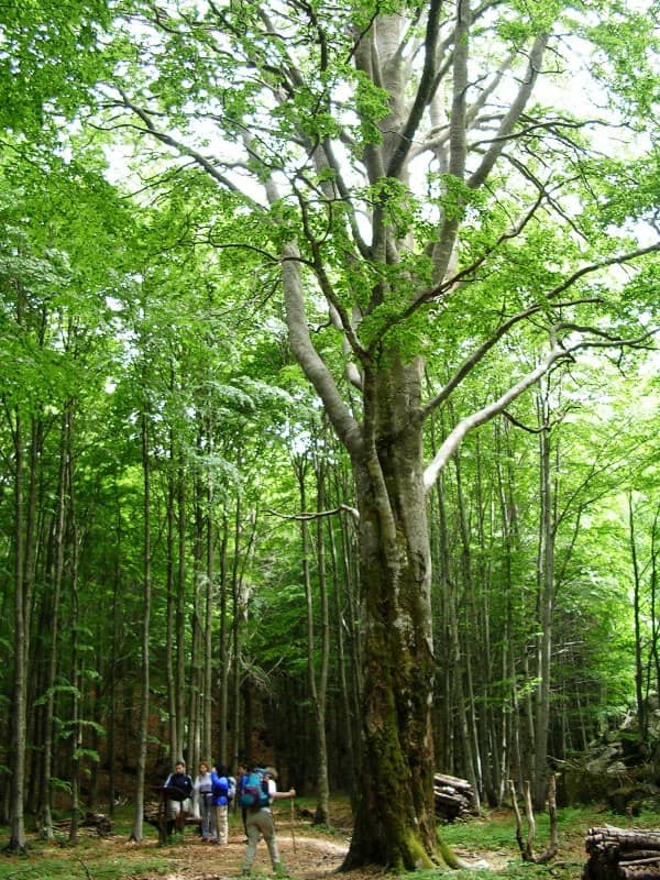 Re della Foresta - Image 3
