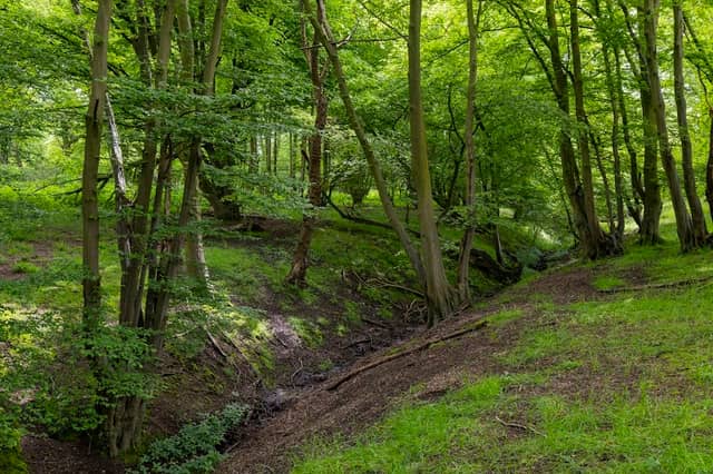 Harold's Park Wildland - Image 1