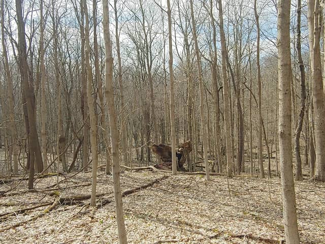 Fall Creek Woods - Image 3