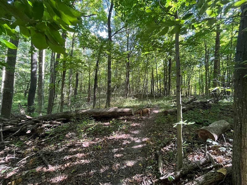 Fall Creek Woods - Image 1