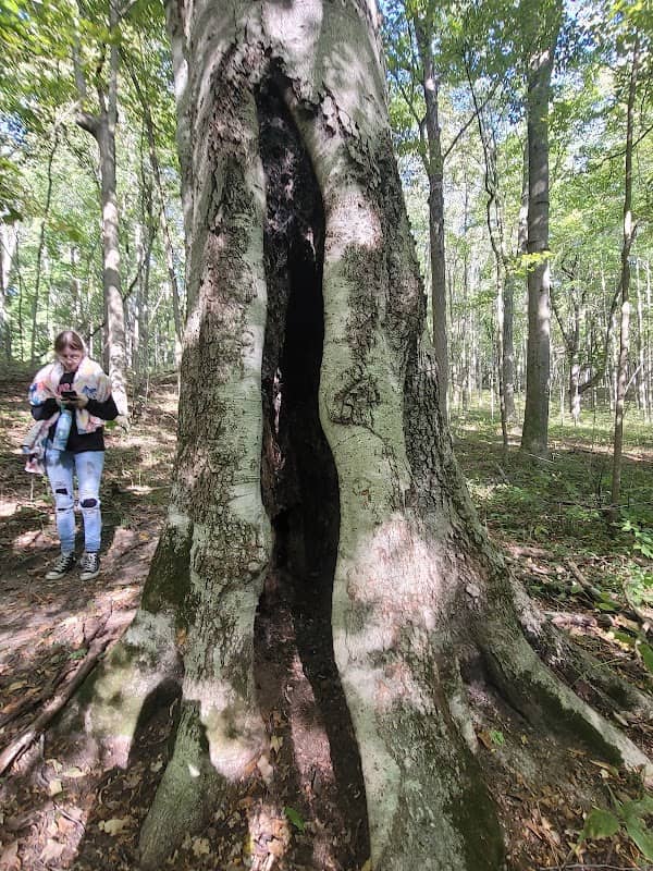 Fall Creek Woods - Image 2