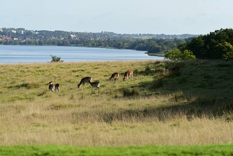 Dyrehaven Ved Haderslev - Image 1