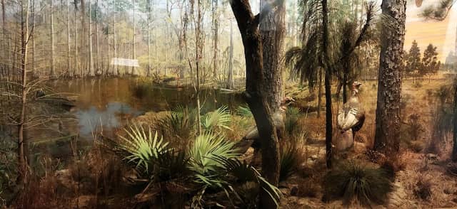 Museum-Natural History - Image 1