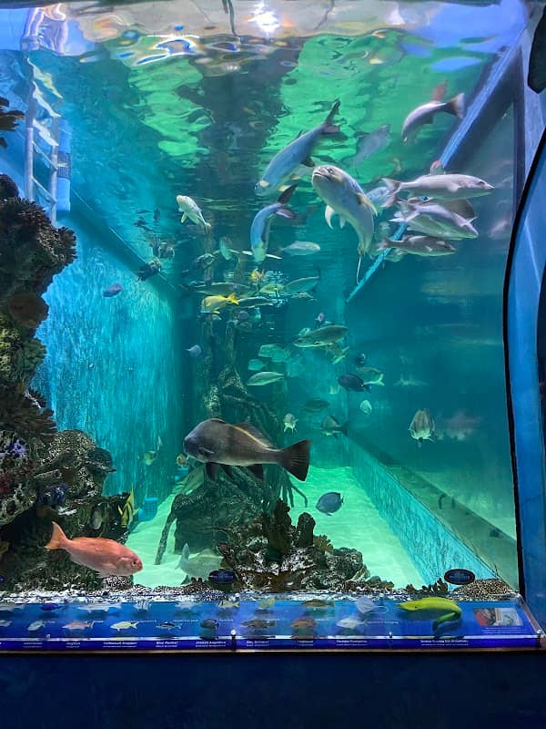 Swim with our Fish - Image 3
