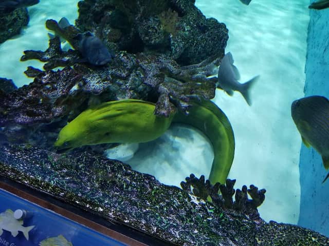 Swim with our Fish - Image 2