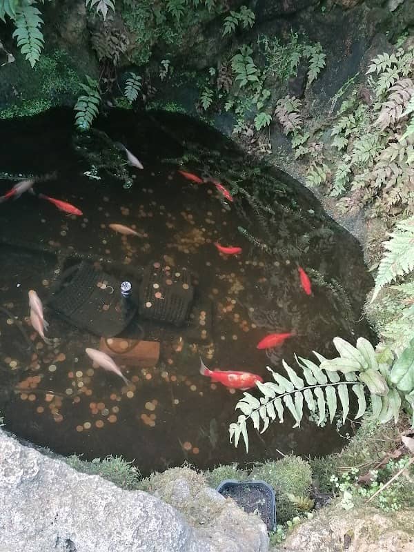 Botanic Gardens Fernery - Image 2