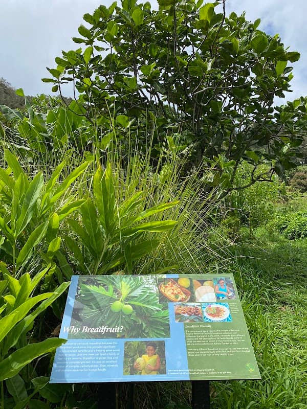 Regenerative Organic Breadfruit Agroforest - Image 1