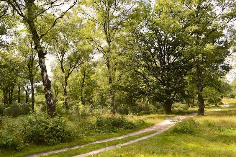 Dassenberg. (Nationaal Park Veluwezoom) - Image 1