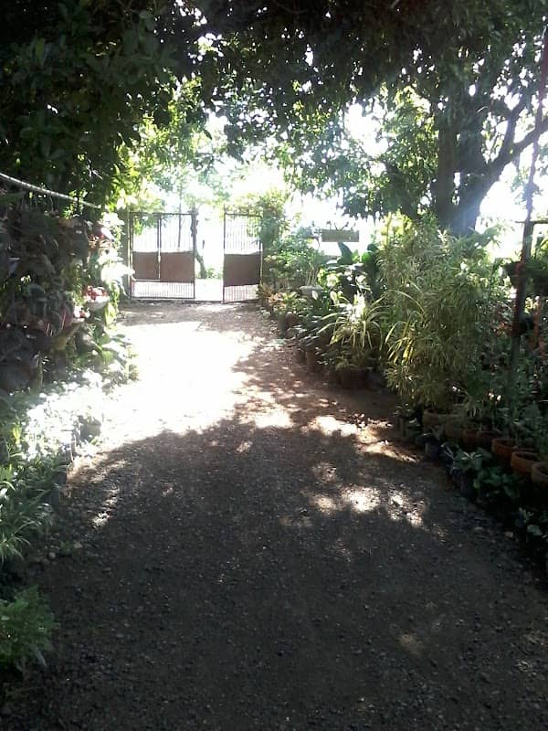 Benny's Garden - Image 1