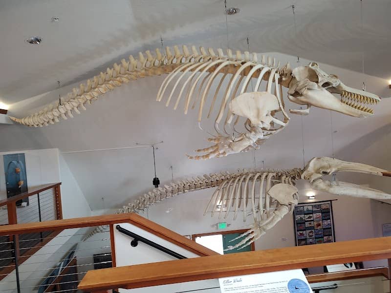 Charleston Marine Life Center - Image 1
