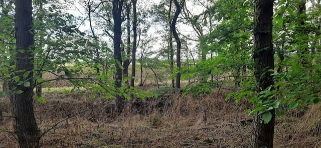 Prestley Wood - Image 1